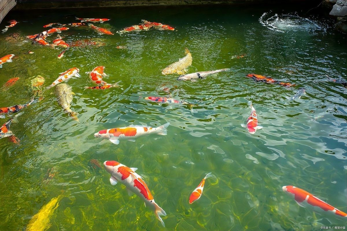 術后如何判斷紅龍魚是否感染？（紅龍魚術后感染的判斷方法主要包括以下幾個方面） 術后如何判斷紅龍魚是否感染？（紅龍魚術后感染的判斷方法主要包括以下幾個方面） 龍魚百科 第2張