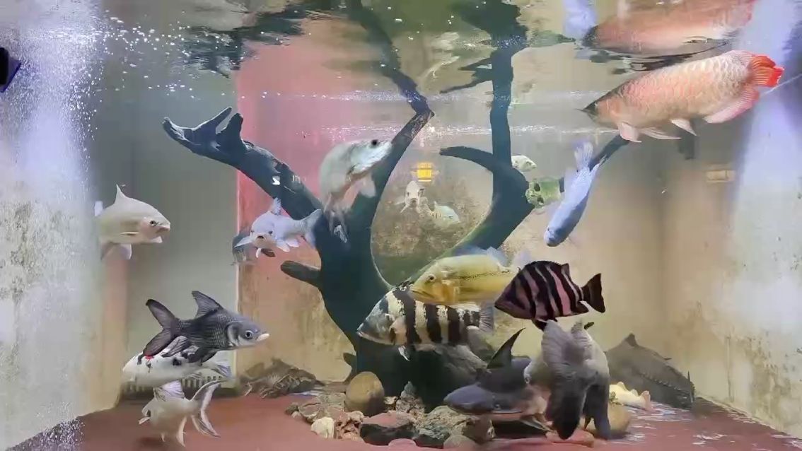 （宇哥6519評論：數字化轉型對中小企業競爭力的影響） （宇哥6519評論：數字化轉型對中小企業競爭力的影響） 龍魚論壇