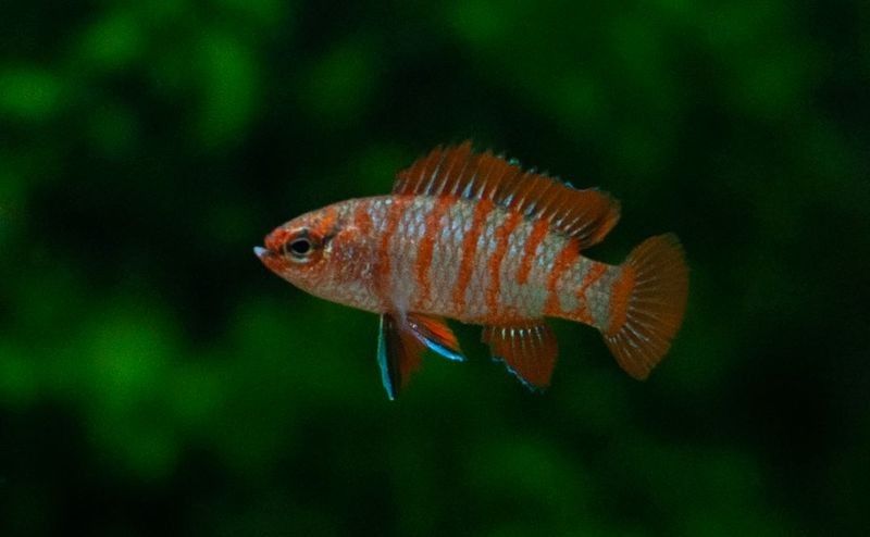 哪些魚適合與火焰變色龍混養(yǎng)？