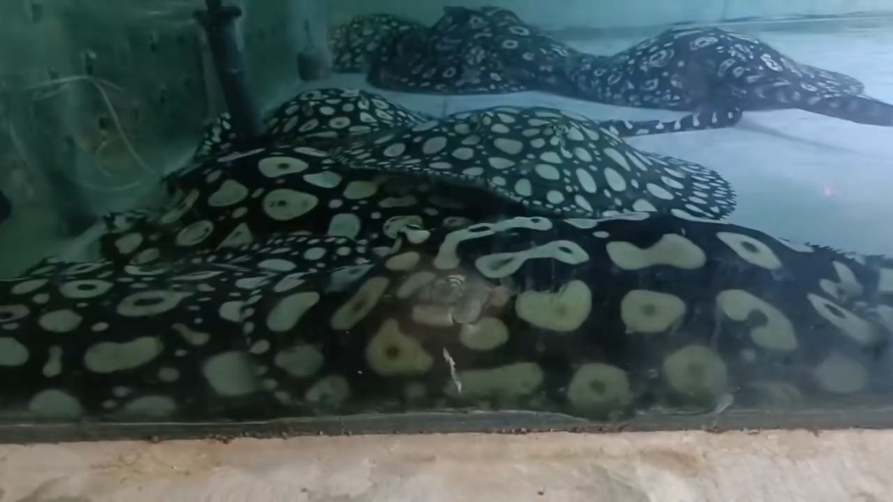 準備喂魚