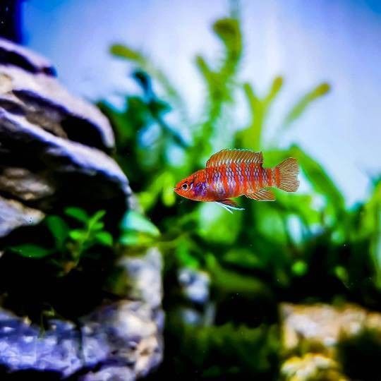 哪些魚適合與火焰變色龍混養(yǎng)？