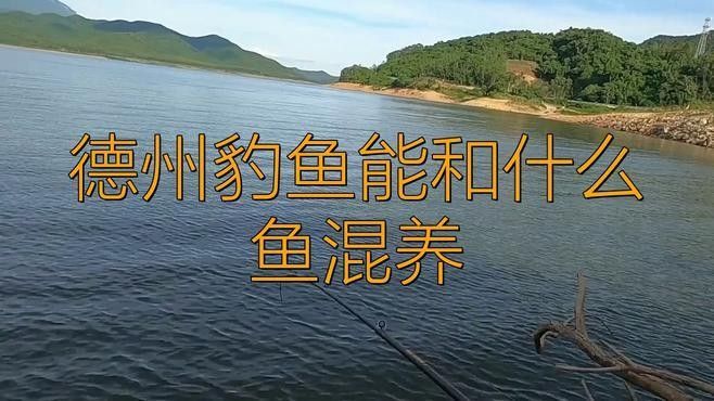 <strong><mark>德州</mark></strong>豹和什么魚混養比較好（適合與<strong><mark>德州</mark></strong>豹混養的10種魚類種類，看看你錯在哪了）