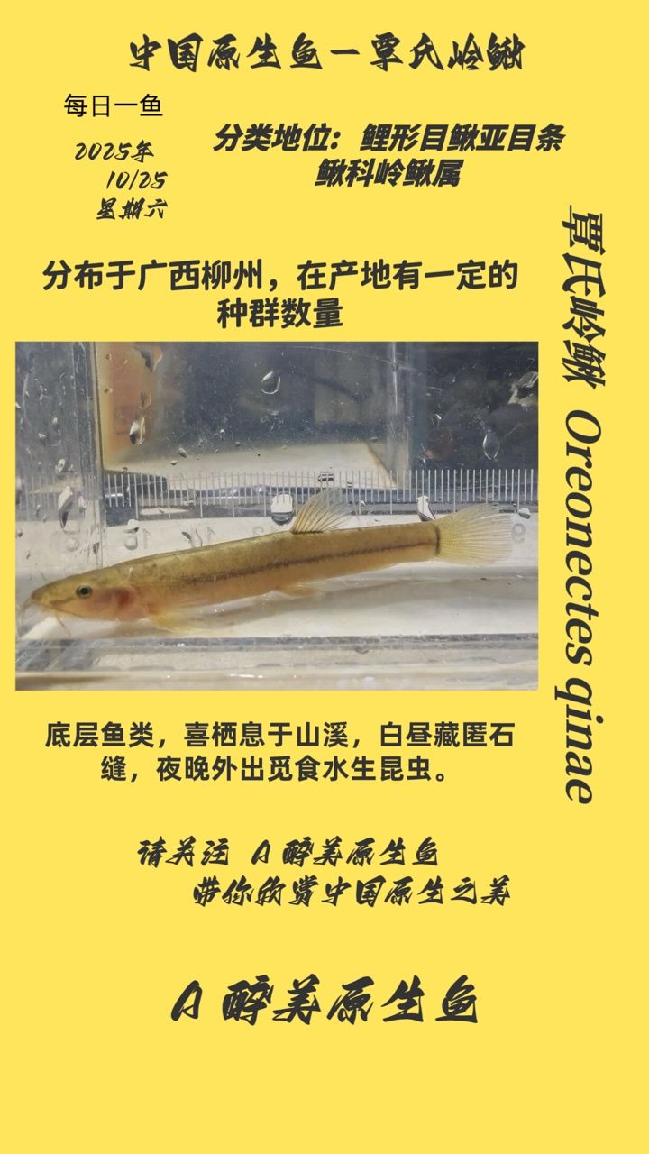 覃氏嶺鰍（氏嶺鰍是一種淡水魚類，屬于鯉形目、鰍科，）