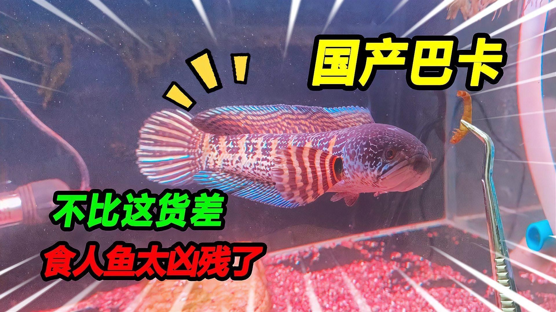 巴卡雷龍魚混養的最佳溫度是多少 巴卡雷龍魚混養的最佳溫度是多少 龍魚百科 第1張