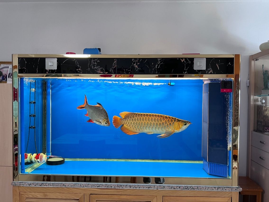 周六冒個泡~ 周六冒個泡~ 龍魚論壇 第2張
