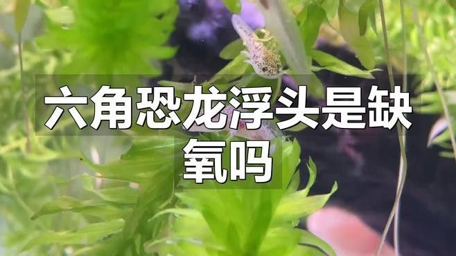 龍魚(yú)浮頭是缺氧嗎？（小愛(ài)寵物生活百科，魚(yú)頻繁浮頭張嘴）