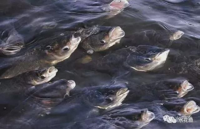 龍魚(yú)浮頭是缺氧嗎？（小愛(ài)寵物生活百科，魚(yú)頻繁浮頭張嘴）