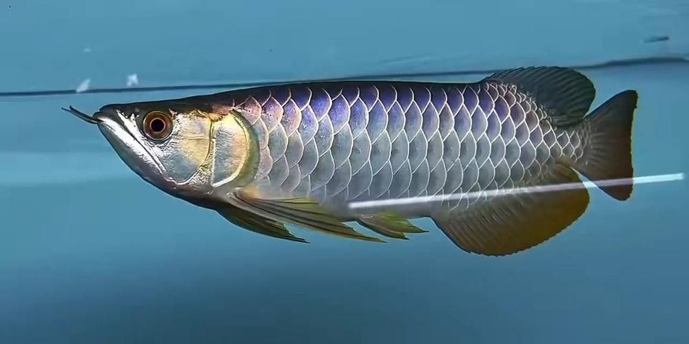 金湖哪個水族館龍魚好？祥龍魚場龍魚