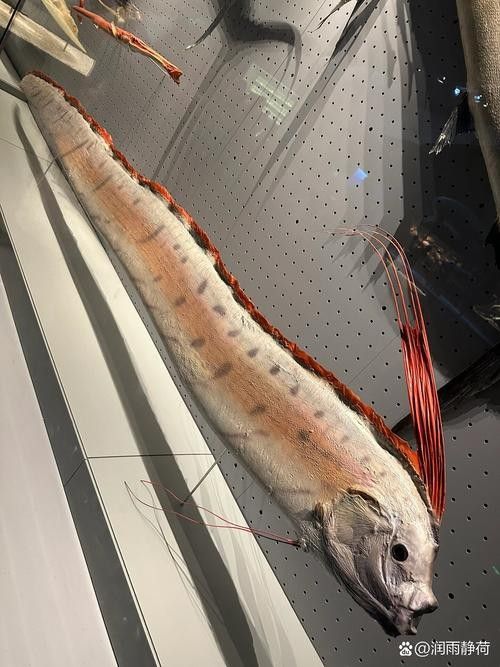 如何區(qū)分黃紫龍魚和皇帶魚？（皇帶魚與紫龍魚的區(qū)別）