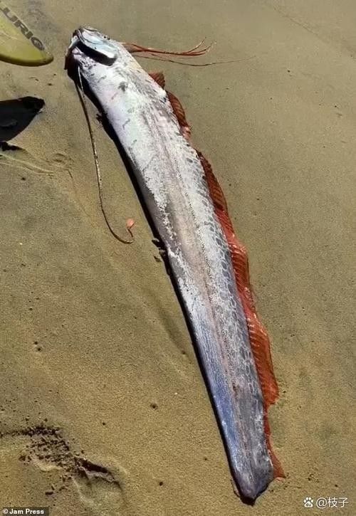 如何區(qū)分黃紫龍魚和皇帶魚？（皇帶魚與紫龍魚的區(qū)別）