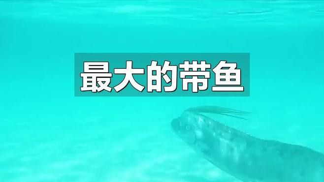 如何區(qū)分黃紫龍魚和皇帶魚？（皇帶魚與紫龍魚的區(qū)別）