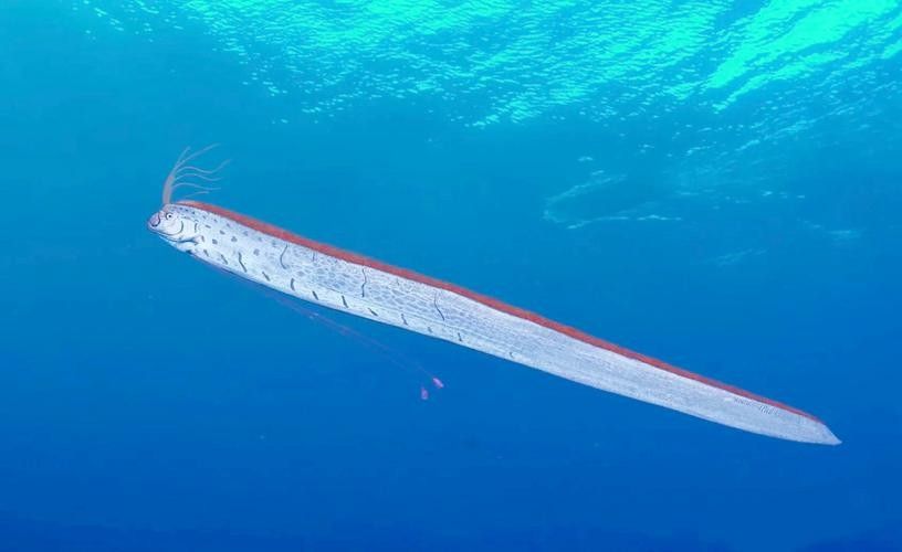 如何區(qū)分黃紫龍魚和皇帶魚？（皇帶魚與紫龍魚的區(qū)別）