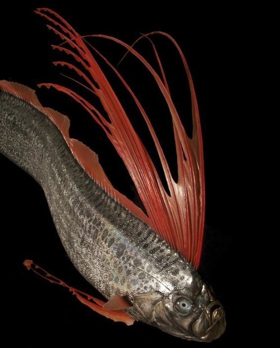 如何區(qū)分黃紫龍魚和皇帶魚？（皇帶魚與紫龍魚的區(qū)別）