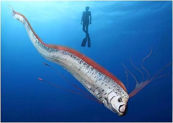 如何區(qū)分黃紫龍魚和皇帶魚？（皇帶魚與紫龍魚的區(qū)別）
