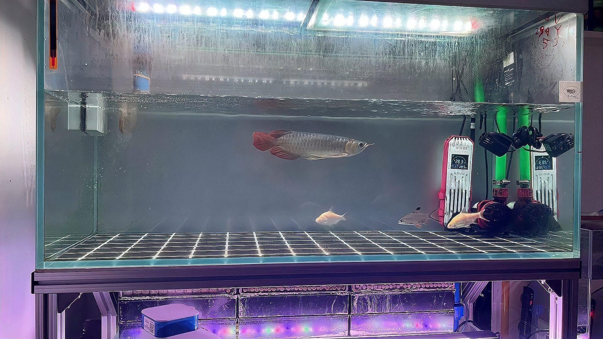 紅龍魚換水后喂食量如何控制？（紅龍魚換水后喂食量需根據(jù)其適應新水質(zhì)的情況進行調(diào)整）