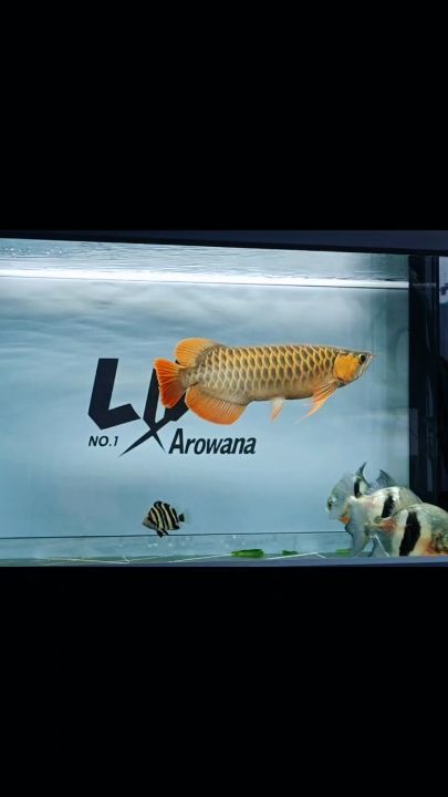 靜心，賞魚。