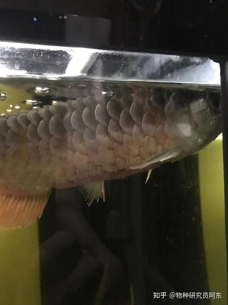 超血紅龍魚患病后有哪些癥狀