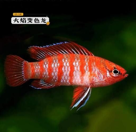 給我一張火焰變色龍的照片