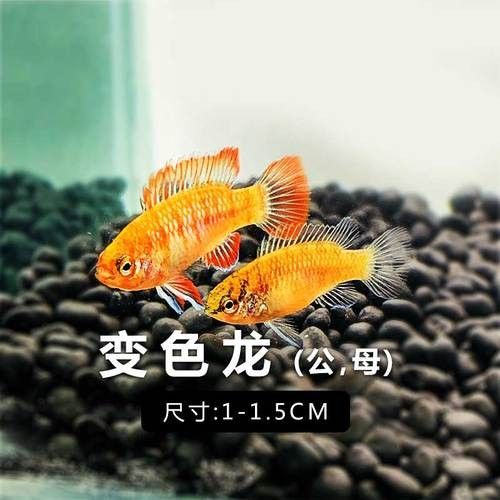 給我一張火焰變色龍的照片