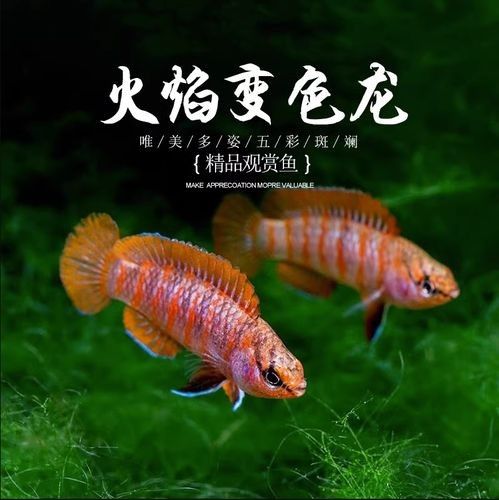 給我一張火焰變色龍的照片