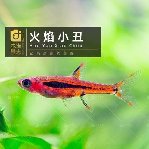 給我一張火焰變色龍的照片