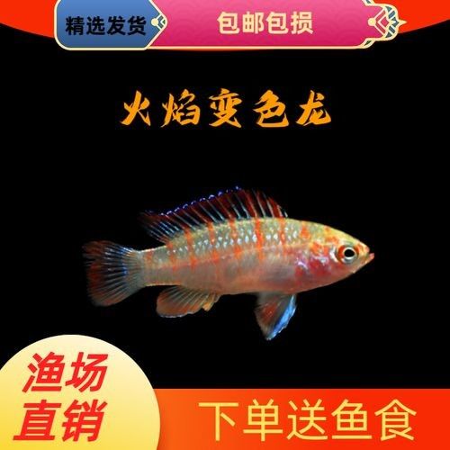 給我一張火焰變色龍的照片
