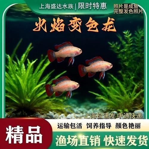 給我一張火焰變色龍的照片