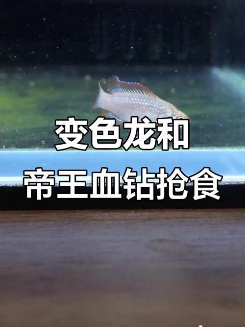 給我一張火焰變色龍的照片