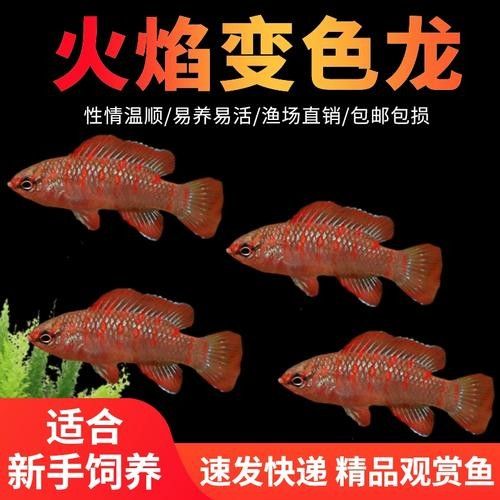 給我一張火焰變色龍的照片