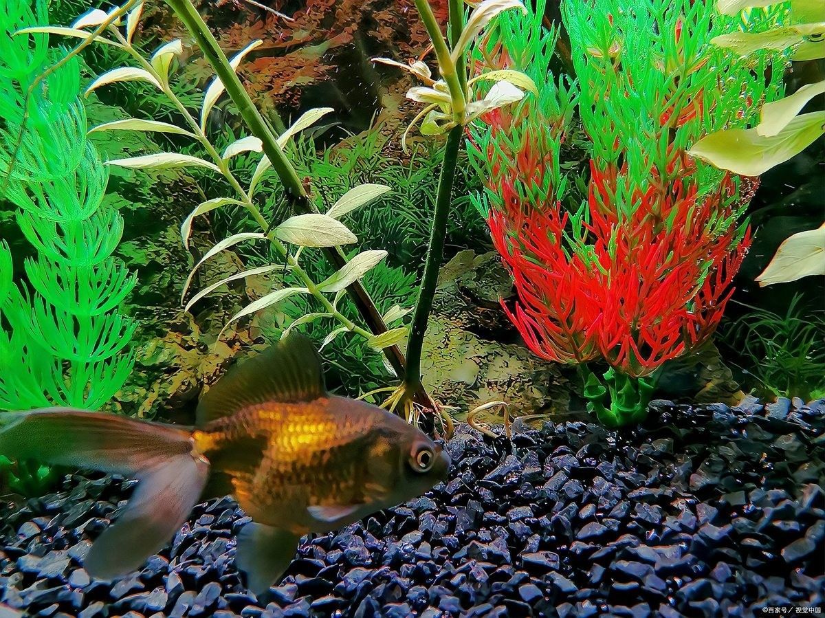 龍魚撞缸后應該多久換一次水