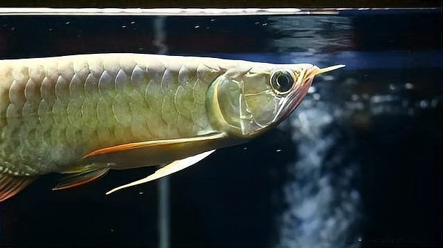 混養龍魚和虎魚需要多大的魚缸