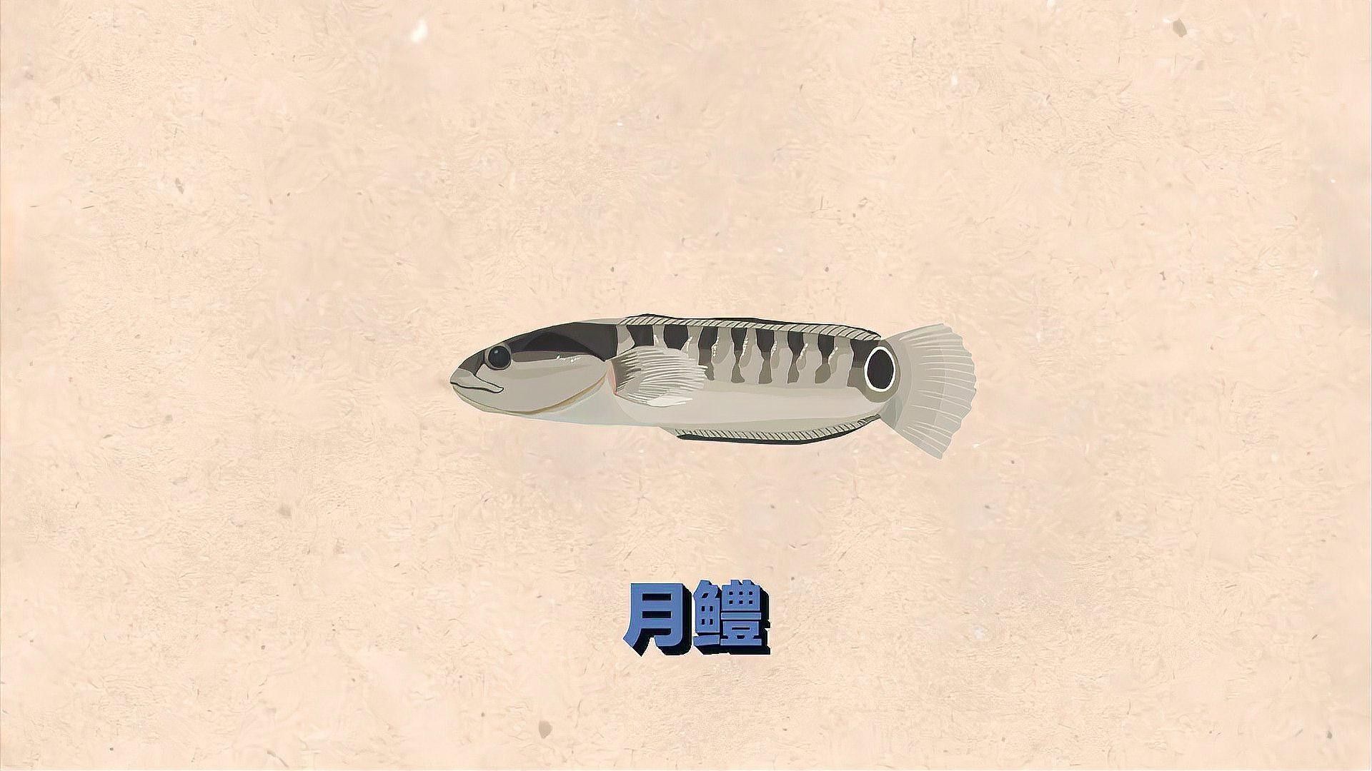 巴卡雷龍與普通月鱧有何區別？（史上最全鱧科家族成員介紹卡雷龍（bacalia）） 巴卡雷龍與普通月鱧有何區別？（史上最全鱧科家族成員介紹卡雷龍（bacalia）） 龍魚百科 第2張