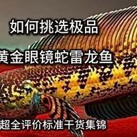 變異黃金雷龍魚有哪些品種？（變異黃金雷龍魚的特點是什么？） 變異黃金雷龍魚有哪些品種？（變異黃金雷龍魚的特點是什么？） 龍魚百科 第4張