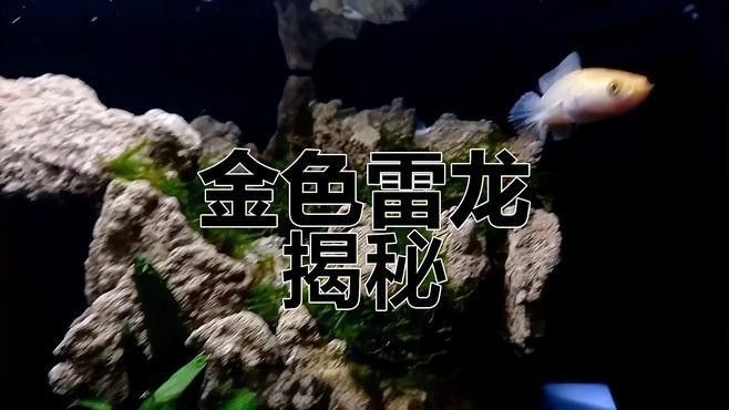 變異黃金雷龍魚有哪些品種？（變異黃金雷龍魚的特點是什么？） 變異黃金雷龍魚有哪些品種？（變異黃金雷龍魚的特點是什么？） 龍魚百科 第2張