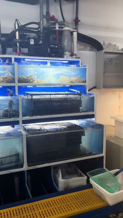 紅龍魚黑缸飼養需要哪些設備？ 紅龍魚黑缸飼養需要哪些設備？ 龍魚百科 第19張