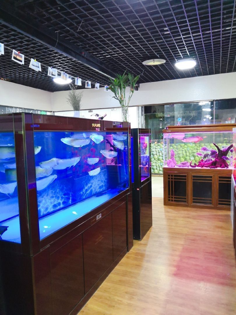 <strong><mark>尼勒克</mark></strong>哪個水族館龍魚好？祥龍魚場龍魚
