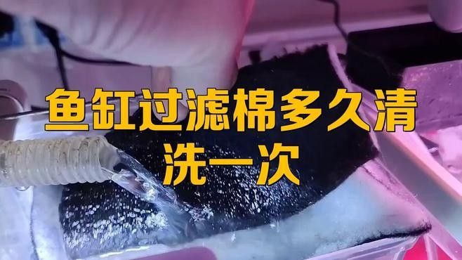 底濾魚缸濾材多久清洗一次