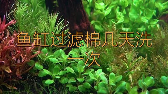 底濾魚缸濾材多久清洗一次