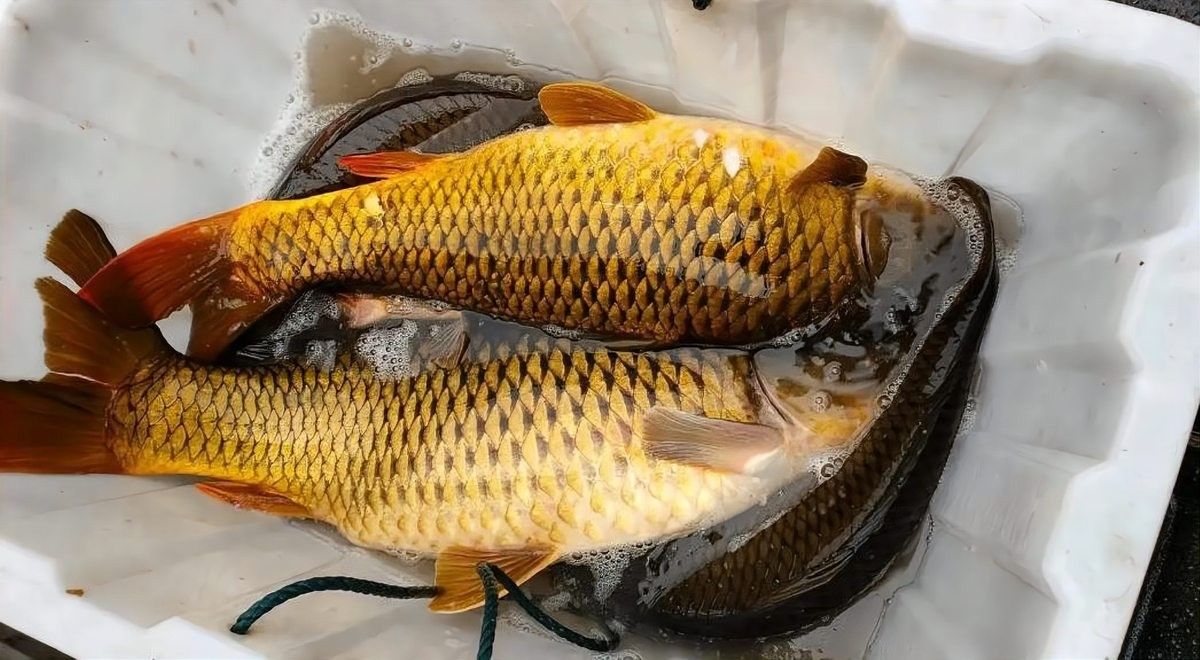 金龍魚打窩后多久發(fā)窩（金龍魚打窩后多久發(fā)窩，影響發(fā)窩時間的因素）