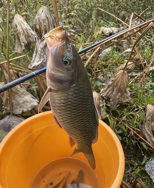 金龍魚打窩后多久發(fā)窩（金龍魚打窩后多久發(fā)窩，影響發(fā)窩時間的因素）