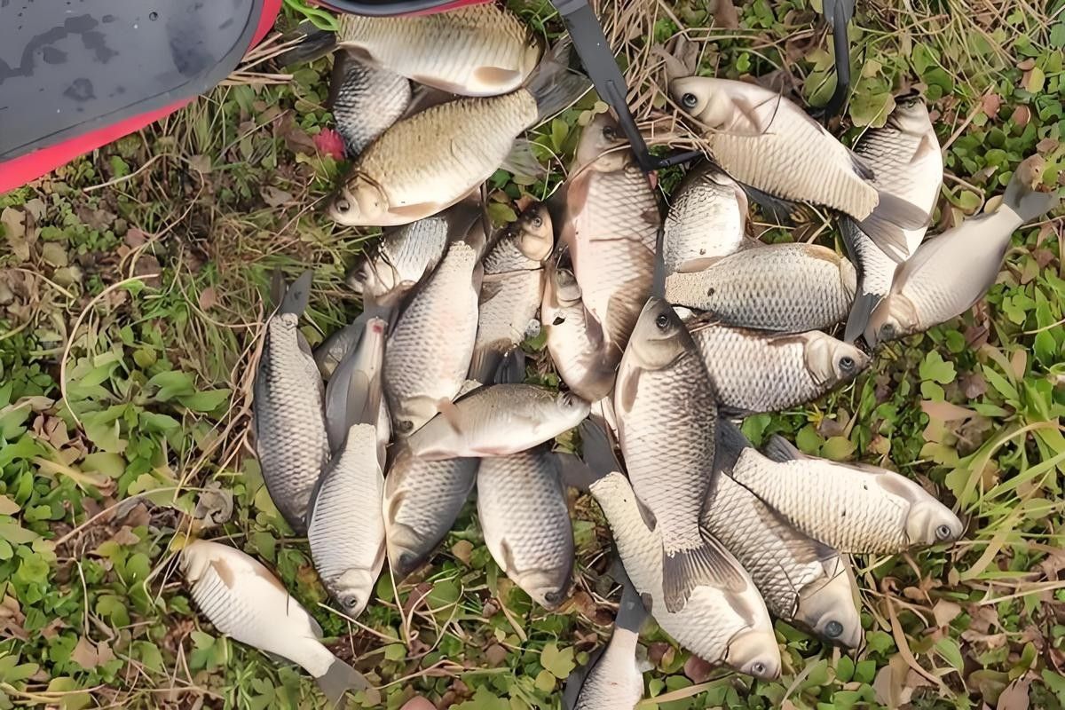 金龍魚打窩后多久發(fā)窩（金龍魚打窩后多久發(fā)窩，影響發(fā)窩時間的因素）