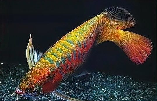 龍魚浮在水面多久會餓死？ 龍魚浮在水面多久會餓死？ 龍魚百科 第9張