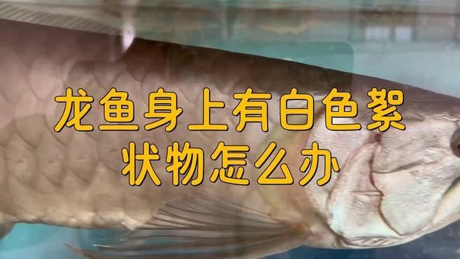 龍魚缸白色絮狀物如何去除 龍魚缸白色絮狀物如何去除 龍魚百科 第1張