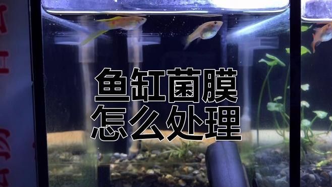龍魚缸白色絮狀物如何去除 龍魚缸白色絮狀物如何去除 龍魚百科 第5張
