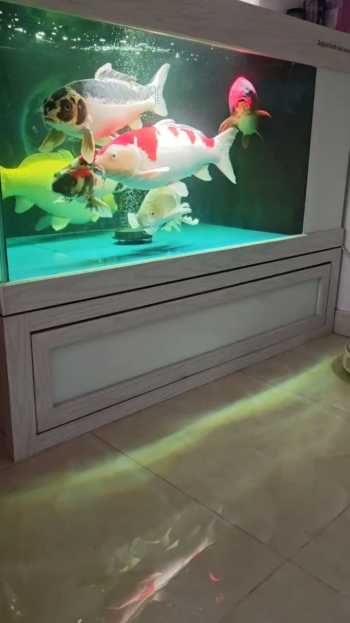 午休的魚（“午休的魚”在現(xiàn)代社會中的重要性）