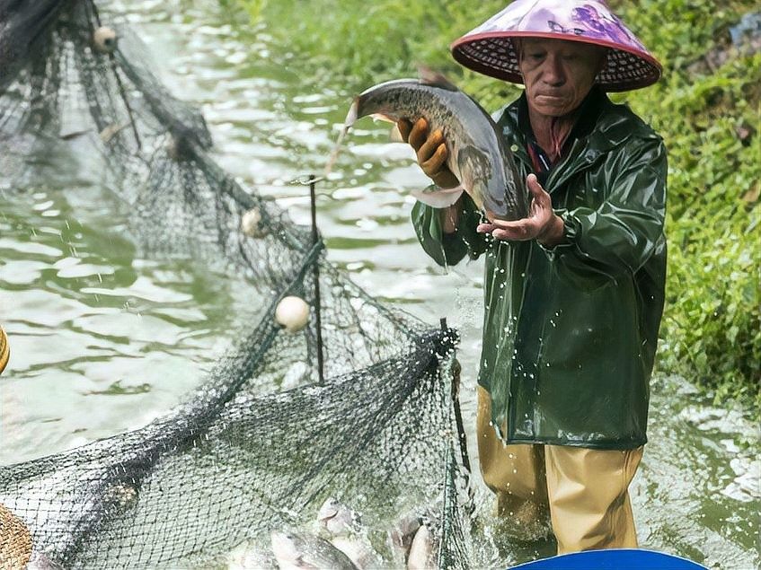 麗江龍魚卵的孵化條件是什么 麗江龍魚卵的孵化條件是什么 龍魚百科 第5張