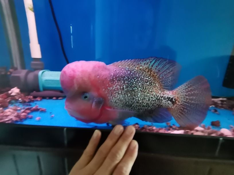 打卡（打卡可能有不同的含義和目的 打卡（打卡可能有不同的含義和目的\