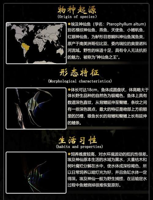 埃及神仙魚和龍魚混養(yǎng)需要哪些躲避物（埃及神仙魚和龍魚混養(yǎng)的躲避物）