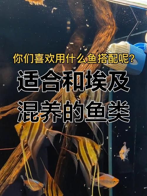 埃及神仙魚和龍魚混養(yǎng)需要哪些躲避物（埃及神仙魚和龍魚混養(yǎng)的躲避物）