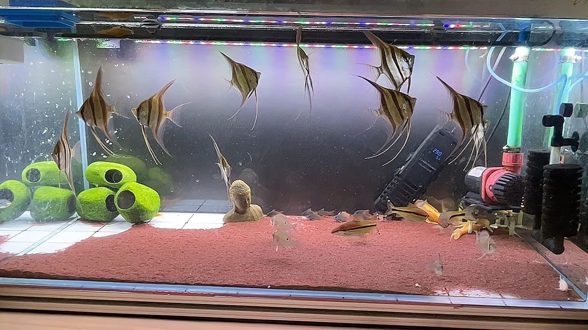 埃及神仙魚和龍魚混養(yǎng)需要哪些躲避物（埃及神仙魚和龍魚混養(yǎng)的躲避物）